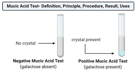 Mucic Acid Test.
